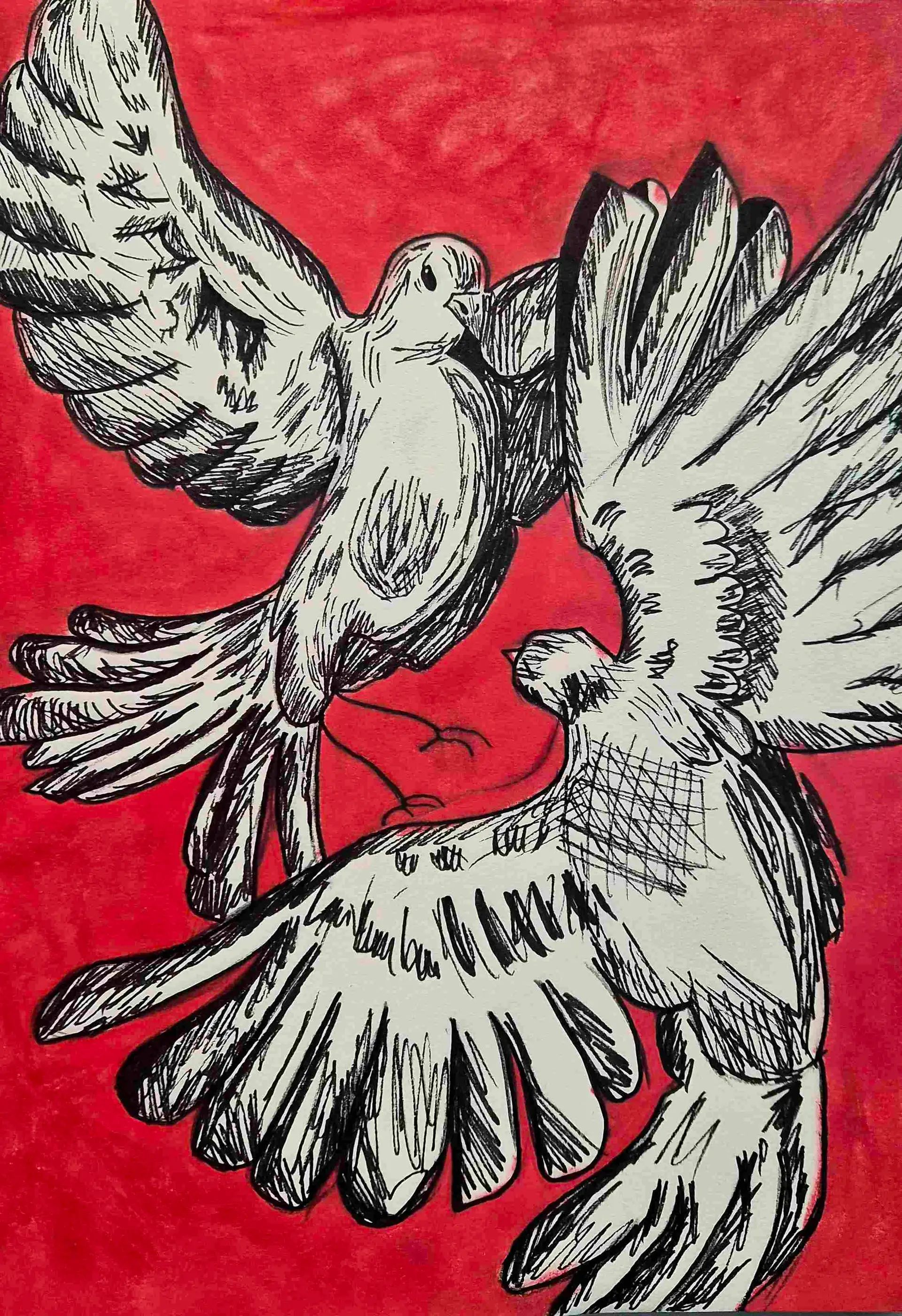 Pigeon fighting
